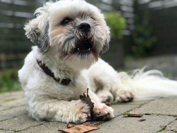 Close-up of dog sitting outdoors