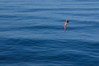 Man surfing in sea