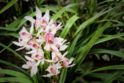 Close-up of pink flowers blooming outdoors