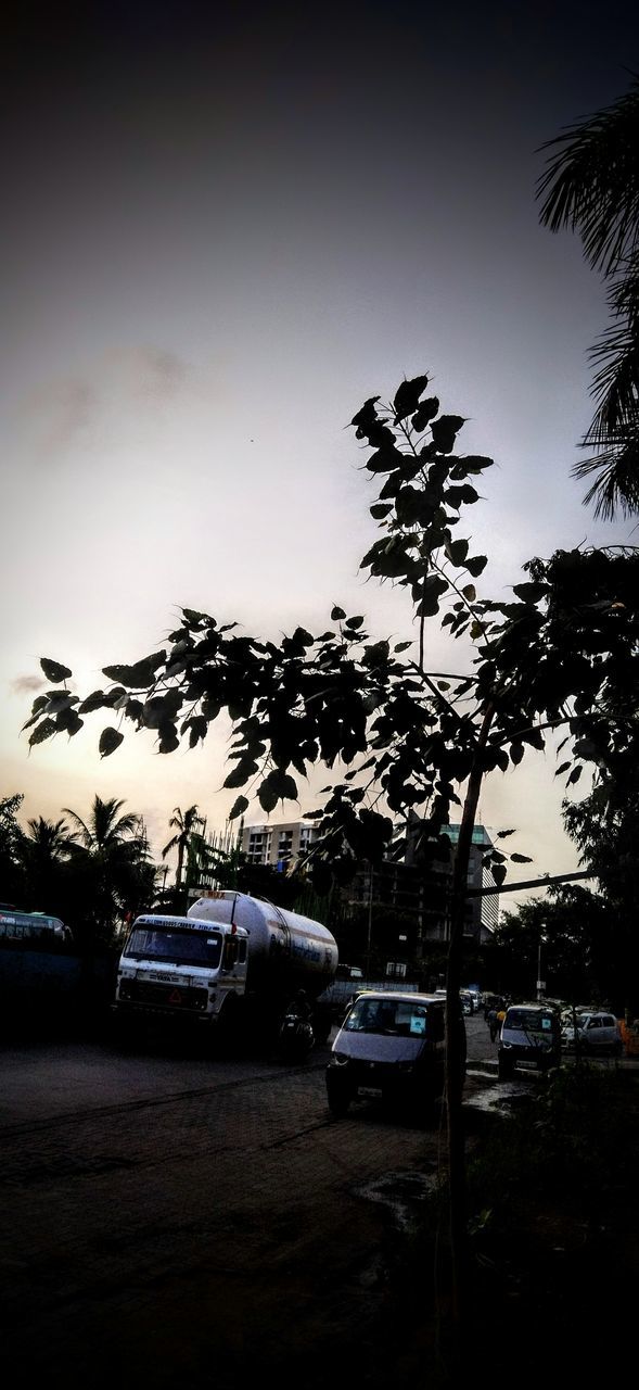 SILHOUETTE OF TREES AGAINST SKY AT DUSK