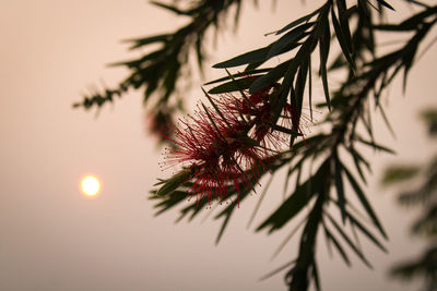 Low angle view of flowering plant against sky during sunset