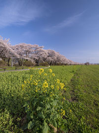 Scenic view of field against sky