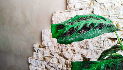 Close-up of green leaf against wall