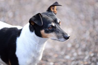 Close-up of dog