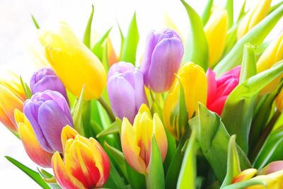 Close-up of multi colored tulips blooming outdoors