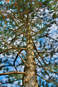 Low angle view of trees against sky