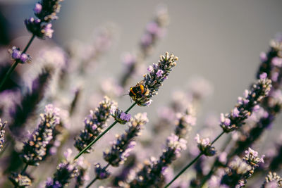 Close-up of purple flowers