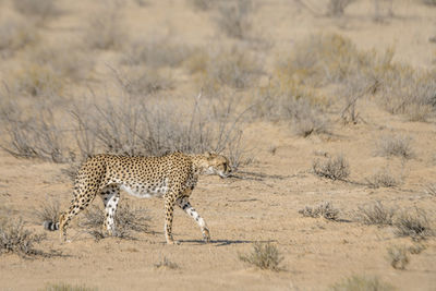 View of a cat on land