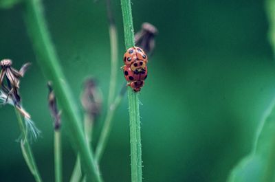 Close-up of ladybug on plant