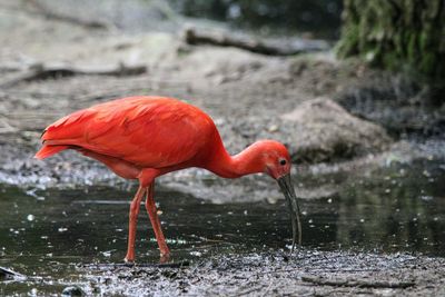 Side view of a bird drinking water