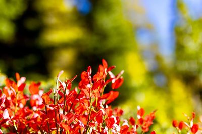 Close-up of red flowering plant