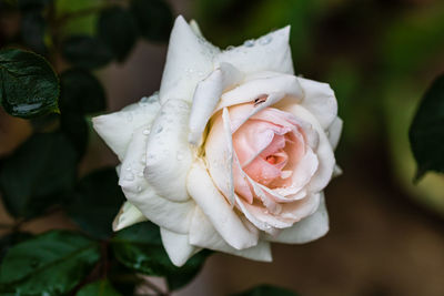 Close-up of white rose