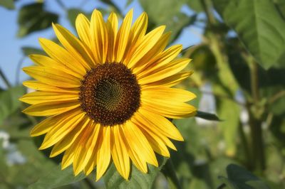 Close-up of sunflower