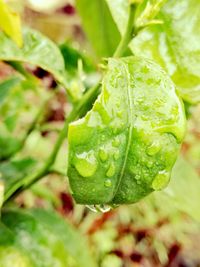 Close-up of fresh green leaf