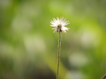 Close-up of white flower