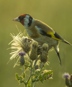 Close-up of bird perching on plant