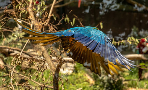 Close-up of a bird flying