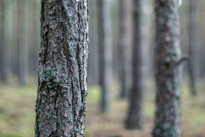 Close-up of tree trunk in forest