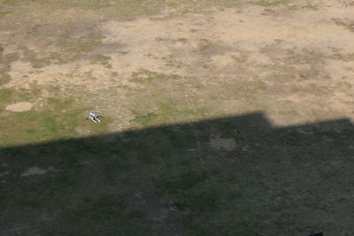 High angle view of bird on field