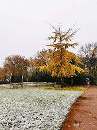 Trees in park against clear sky during autumn