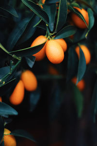 Close-up of orange fruit