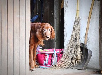 Portrait of dog looking away