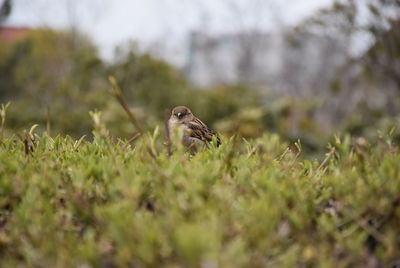 Bird on a field
