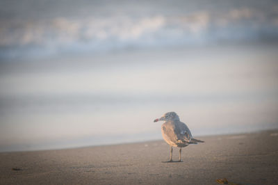 Seagull on beach against sky during sunset