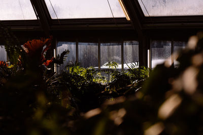 Close-up of potted plants in greenhouse