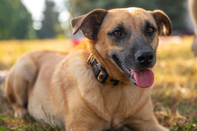 dog