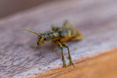 Close-up of insect on wood