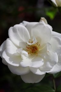 Close-up of white flowers