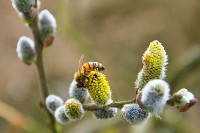 Close-up of honey bee on plant