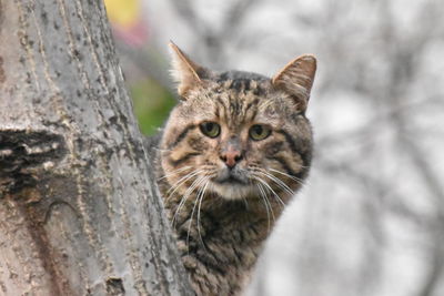 Close-up portrait of a cat