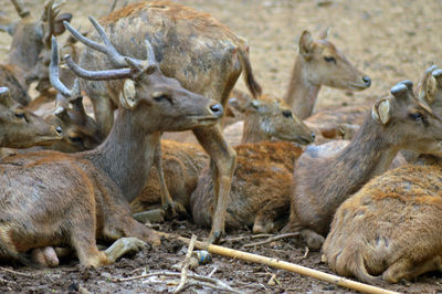 Fawn gathered on dry land photo