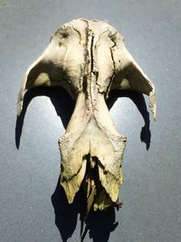 Close-up of animal skull