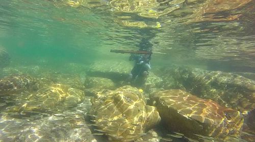 Fish swimming in sea