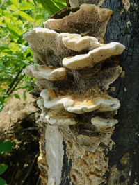 Close-up of mushrooms on tree trunk
