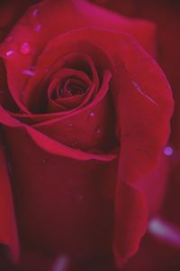 Close-up of rose
