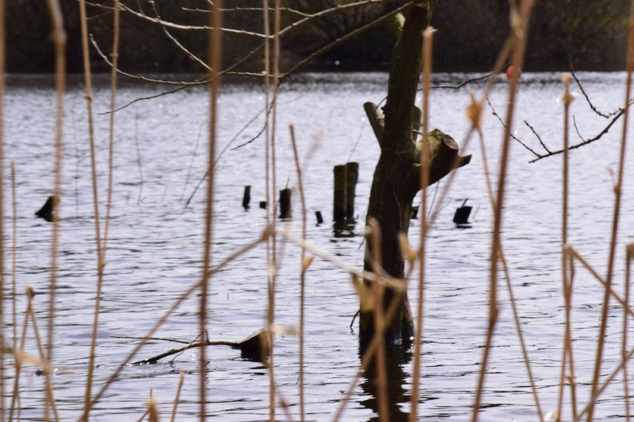 Reeds by water