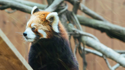 Close-up of red panda at zoo