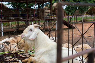 Close-up of a goat