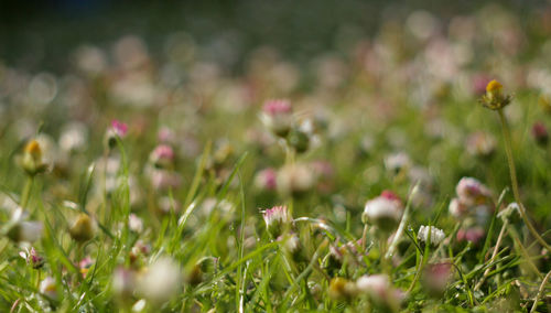 Close-up of pink flowering plants on land