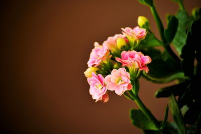 Close-up of pink flowering plant