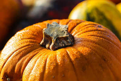 Close-up of pumpkins