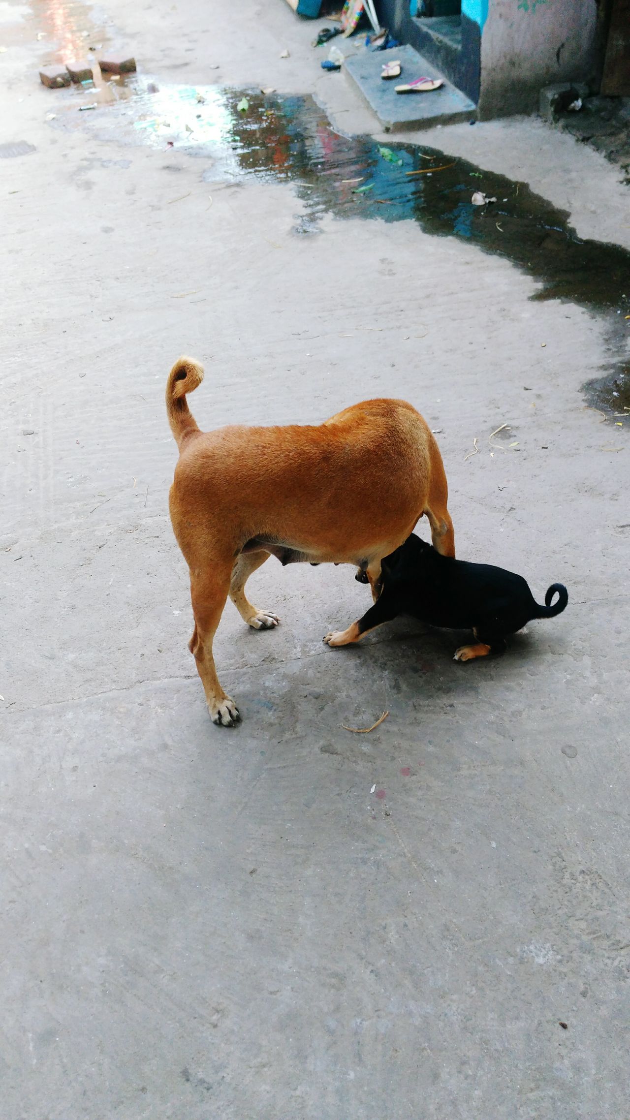 Shyamnagar KaliBari Ferry Ghat Area