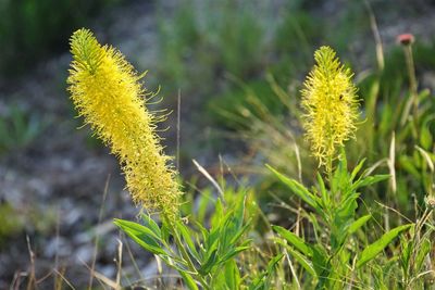 Close-up of yellow flowering plant on field