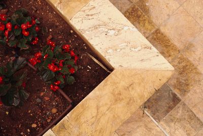 High angle view of red rose on floor