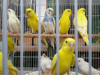 Close-up of parrot in cage