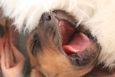 Tilt shot of puppy yawning while sleeping on rug